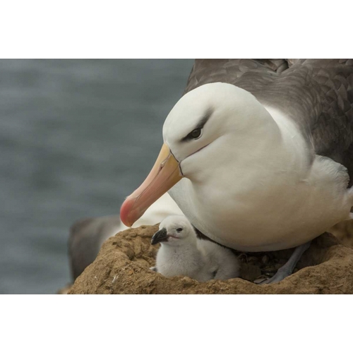 Saunders Island Black-browed albatross and chick